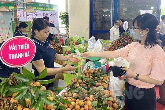 Vải thiều chính vụ có chất lượng vượt trội