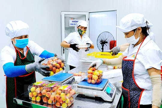 Ameii Vietnam JSC exports 300 tons of lychees to high-end markets