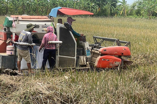 Năng suất lúa ST25 trên bãi rươi tăng 10%