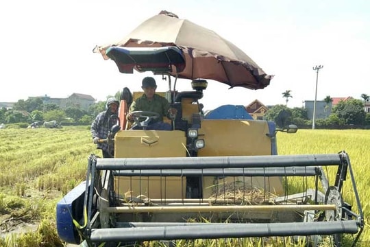 ​Vùng trồng lúa tập trung ở Thanh Miện cho năng suất cao