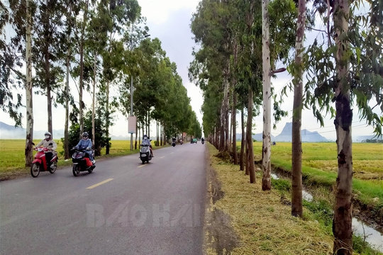 Đã gỡ biển quảng cáo ghim vào cây xanh trên đường 389
