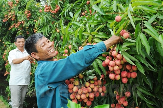 Cách chăm sóc vải sau thu hoạch