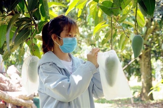 Đa đạng hình thức tiêu thụ nông sản, mang lại hiệu quả kinh tế
