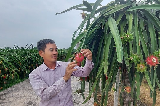 High productivity of Bach Dang red flesh dragon fruits