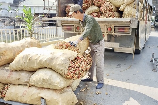 Công ty CP Chế biến nông sản Tân Hương xuất khẩu nông sản giảm gần 50%