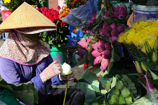 Rực rỡ một mùa sen