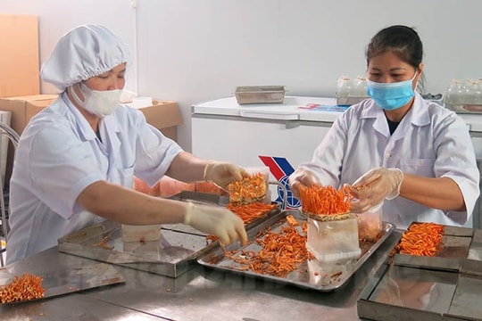 Kỳ công trồng nấm đông trùng hạ thảo