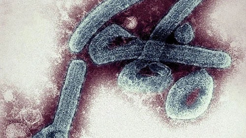 Loại virus mới được phát hiện ở Ghana nguy hiểm như thế nào?