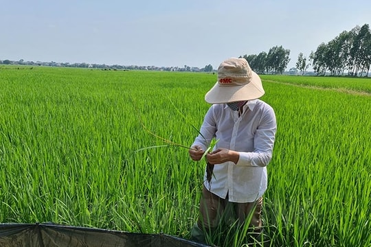 Biện pháp phòng trừ sâu cuốn lá nhỏ