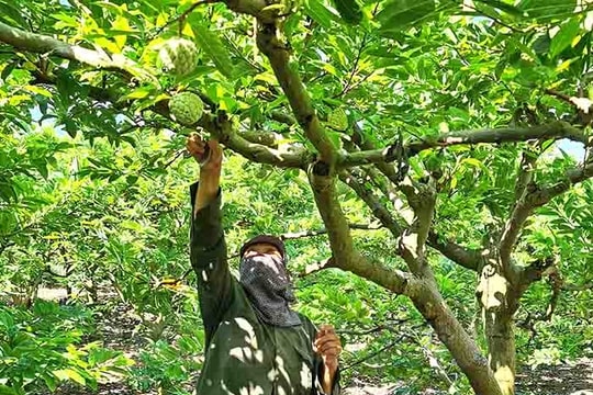 Price of Chi Linh custard-apples at beginning of crop doubles