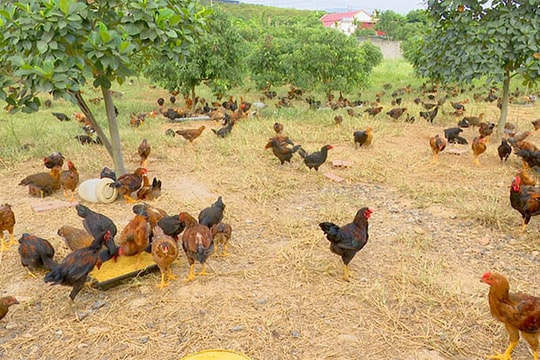 Nông dân Chí Linh trúng vụ gà đồi