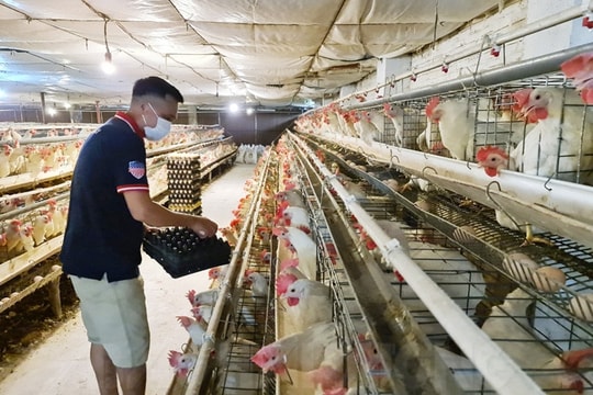 Hải Dương có 2 "Nông dân Việt Nam xuất sắc" năm 2022