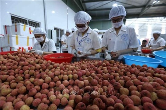 Big step for Vietnamese fruits towards US market