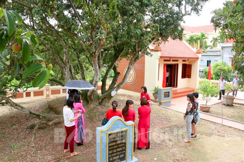 Bên cây vải tổ Thanh Hà