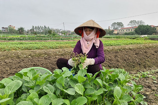 Bảo vệ sản xuất nông nghiệp trước mưa lớn