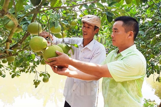 Bưởi đào Thanh Hồng, thanh long Hoàng Hoa Thám giảm giá
