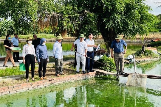 Nuôi cá chạch bùn lãi 119 triệu đồng/ha