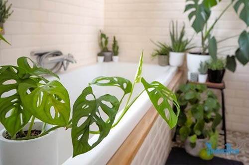 Ý tưởng thú vị để làm mới không gian phòng tắm