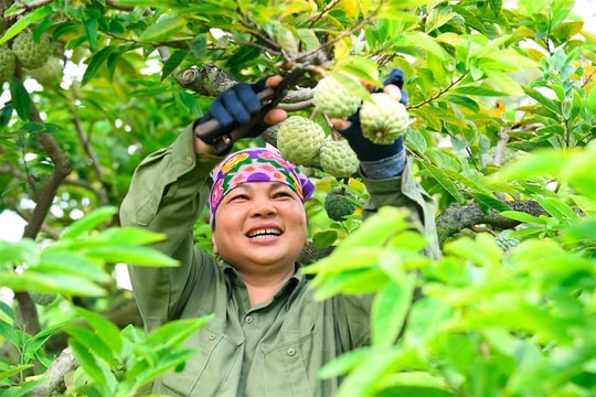 Chí Linh hối hả thu hoạch na chính vụ