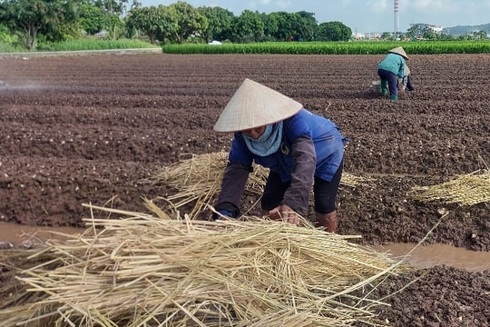 [Video] Nông dân Kinh Môn trồng tỏi sớm rải vụ