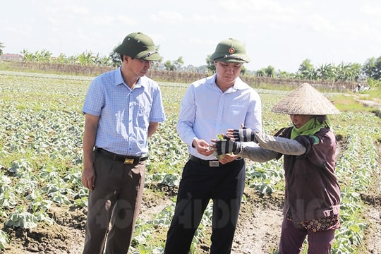 Khẩn trương khôi phục sản xuất rau màu sau mưa bão
