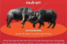 [Infographics] Đặc sắc Lễ hội chọi trâu truyền thống Đồ Sơn 2022