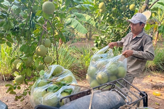 Thơm ngon bưởi đào Thanh Hồng