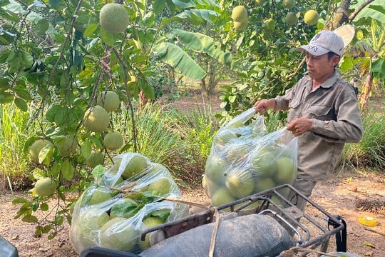 [Photos] Succulent Thanh Hong rosy-pulped pomelos