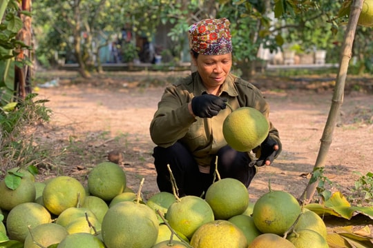 Bưởi đào Thanh Hồng vào mùa