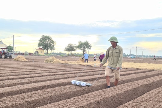 Hai Duong connects eight more foreign businesses to sell Duc Chinh carrots