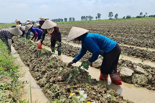 [Video] Nhanh chóng trồng cây vụ đông sớm