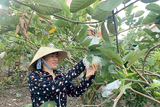 Na Chí Linh cuối vụ được giá 