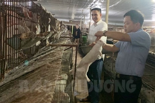 Trang trại nuôi thỏ tuần hoàn không gây ô nhiễm môi trường