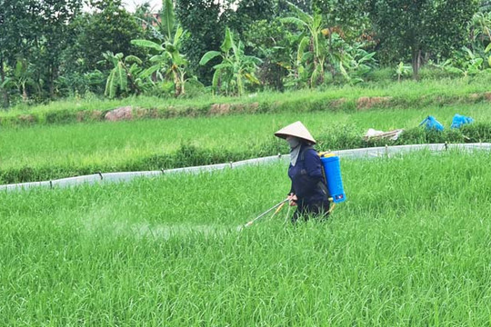 Chuyển mùa, nhiều loại sâu bệnh gây hại trên lúa mùa