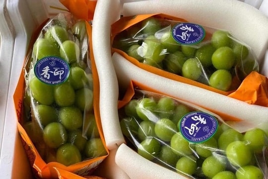 Nho mẫu đơn giá tiền triệu một chùm, chợ mạng bán 100.000 đồng/kg