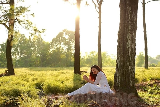 [Photos] Bewitching re field in Con Son