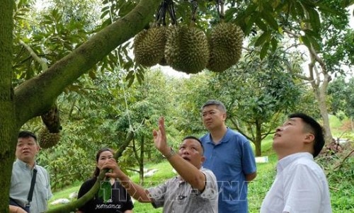 Lâm Đồng xuất khẩu hơn 70 tấn sầu riêng đầu tiên sang Trung Quốc 