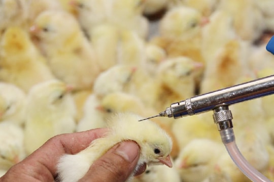 Kỹ thuật tiêm vaccine phòng bệnh đàn vật nuôi