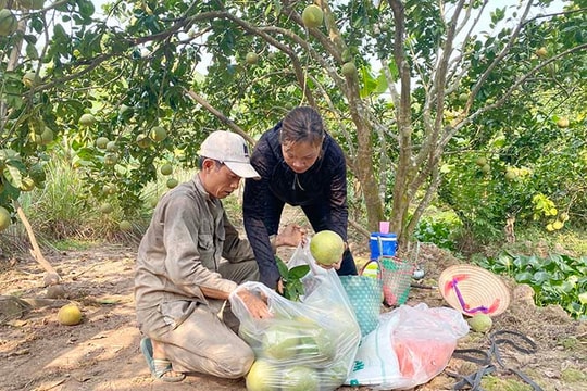 Thanh Hong pomelo first granted export growing area code