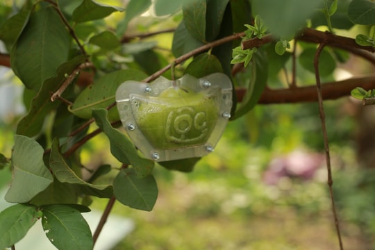 Độc lạ quả ổi tài lộc 