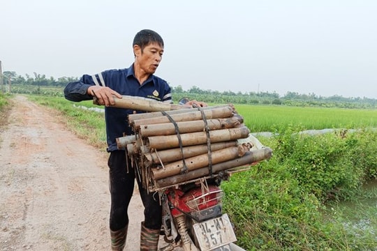 "Săn" lươn đồng