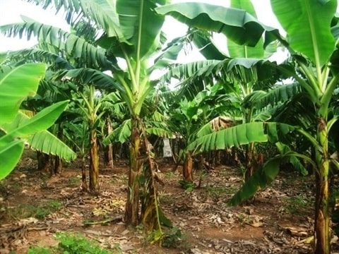 Phát hiện thi thể cụ bà bị thông báo mất tích ở Thái Bình trong vườn chuối nhà con trai