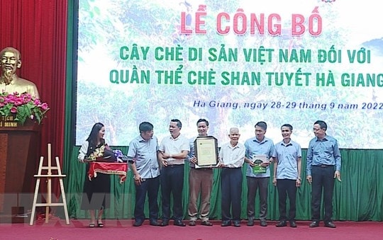 Trên 1.300 cây chè Shan Tuyết được công nhận là Cây Di sản Việt Nam