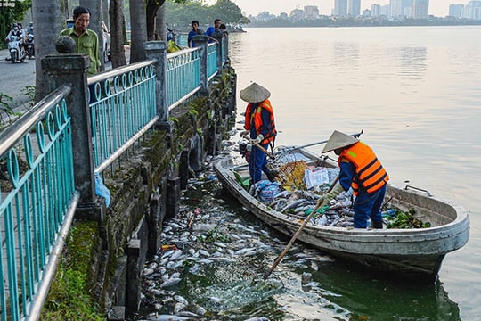 Cá chết hàng loạt nổi trắng Hồ Tây, bốc mùi hôi thối