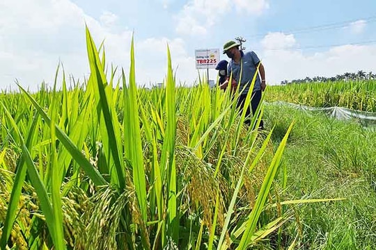 Năng suất lúa mùa sớm ở Tứ Kỳ cao hơn vụ trước