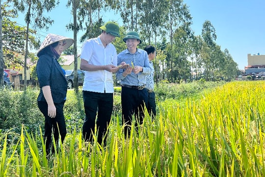 Năng suất lúa mùa cao hơn đánh giá ban đầu