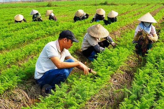 Hung Viet Agricultural Products JSC expands export material area by 100 ha
