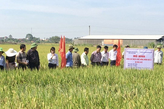 Giống lúa TBR 225 chất lượng, kháng bạc lá cho năng suất 63,3 tạ/ha