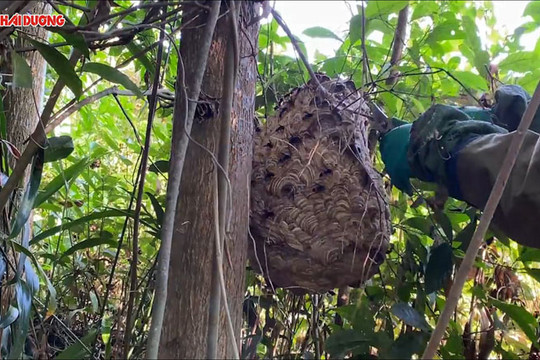 Nguy hiểm nghề "đánh" ong rừng