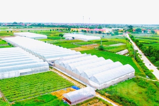 ​Tứ Kỳ tăng hơn 9.000 m2 nhà màng, nhà lưới
